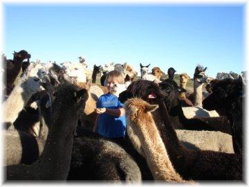 The alpacas at Surilana would love to meet you!